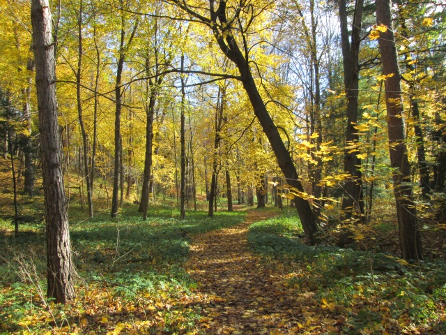 yellow trees in fall