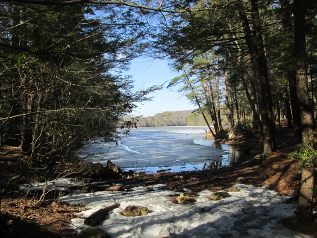 inlet of icy lake surrounded by pine trees and snow on ground