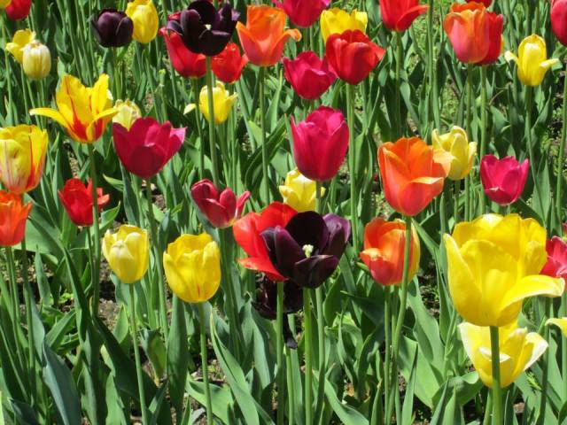 red, yellow, orange, and purple tulips