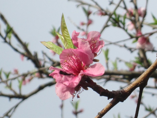 pink cherry blossom on tree